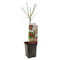 Pruimenboom Prunus d. Victoria - afbeelding 2