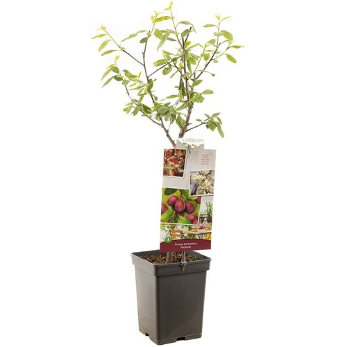 Pruimenboom Prunus d. Victoria - afbeelding 1