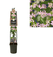 Trachelospermum Pink Air - L