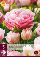 Tulp cairns 5 bollen