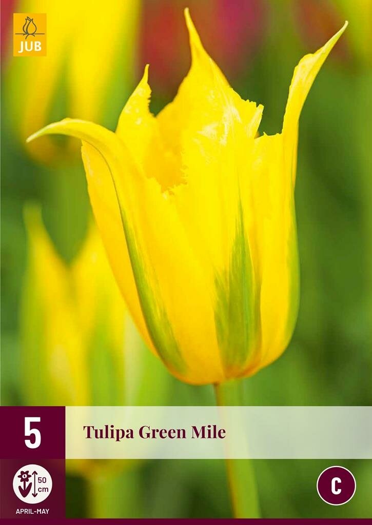 Tulp Green Mile 5 bollen
