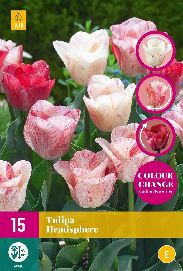 Tulp Hemisphere 15 bollen colour change
