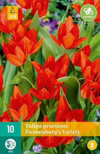 Tulp praestans Zwanenburg variety 10 bollen