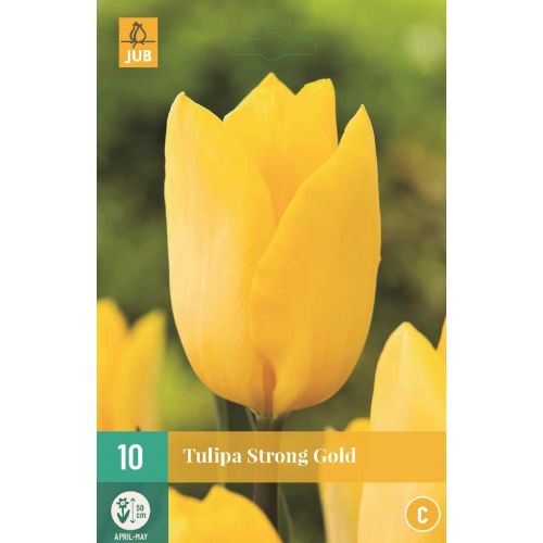 Tulp strong gold 10 bollen - afbeelding 1