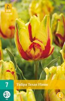 Tulp Texas flame 7 bollen - afbeelding 1