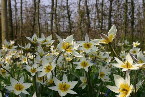 Tulp turkestanica 10 bollen - afbeelding 3