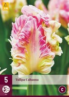 CABANNA TULIPA