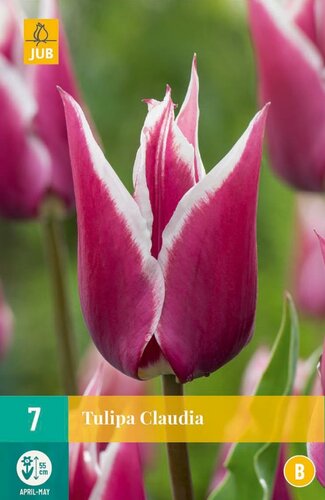 Tulp Claudia 7 bollen - afbeelding 1