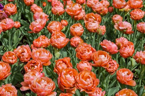 COPPER IMAGE TULIPA