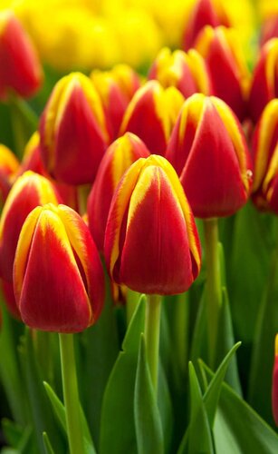 Tulp Flair 7 bollen - afbeelding 3