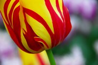 Tulp Helmar 7 bollen - afbeelding 2