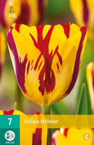 Tulp Helmar 7 bollen - afbeelding 1