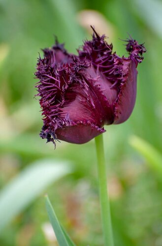 Tulp Labrador 5 bollen - afbeelding 2