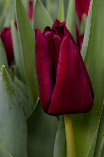 Tulp mascara 10 bollen - afbeelding 2