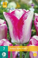 Tulp Mata hari 7 bollen - afbeelding 1