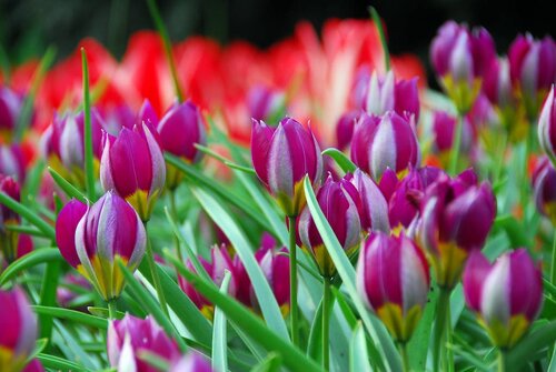 Tulp Pulchella Persian Pearl 10 bollen - afbeelding 2