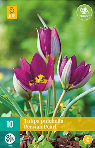 Tulp Pulchella Persian Pearl 10 bollen - afbeelding 1