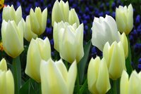 Tulp Purissima 12 bollen - afbeelding 2