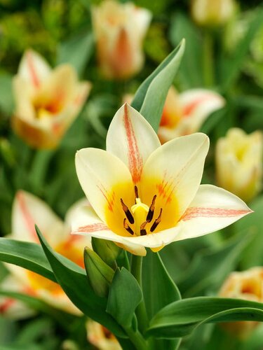 Tulp Quebec 7 bollen - afbeelding 2