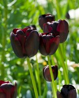 Tulp Queen of Night 12 bollen - afbeelding 2