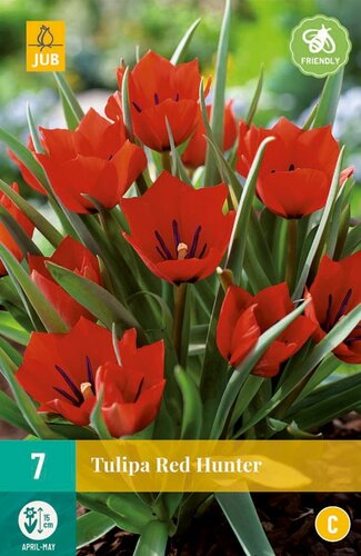 RED HUNTER TULIPA