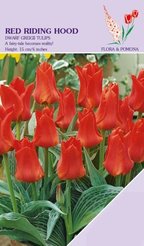 Tulp Red Riding Hood 12 bollen - afbeelding 1