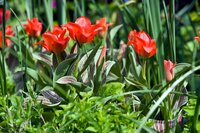 Tulp Red Riding Hood 12 bollen - afbeelding 2