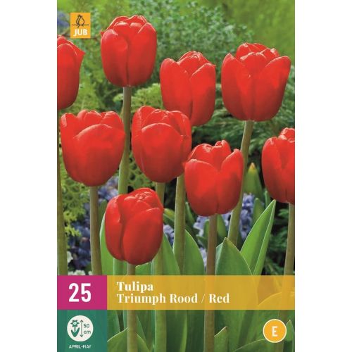 Tulp triumph rood 20 bollen