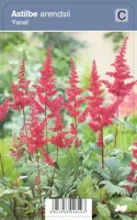 Vips Astilbe arendsii Fanal - Spirea