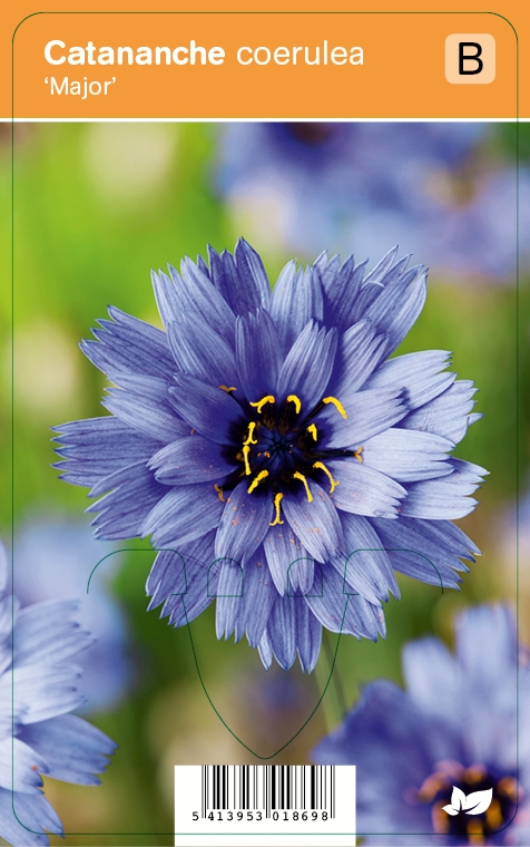 Vips Catananche Coerulea Major Blauwe Strobloem DeOosteindeOnline Nl