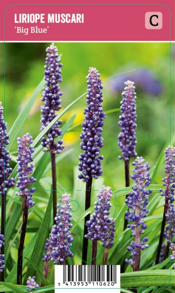 Vips Liriope muscari Big Blue - Leliegras