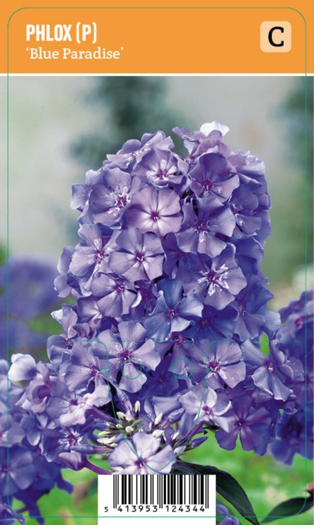 Vips Phlox (P) Blue Paradise - Vlambloem