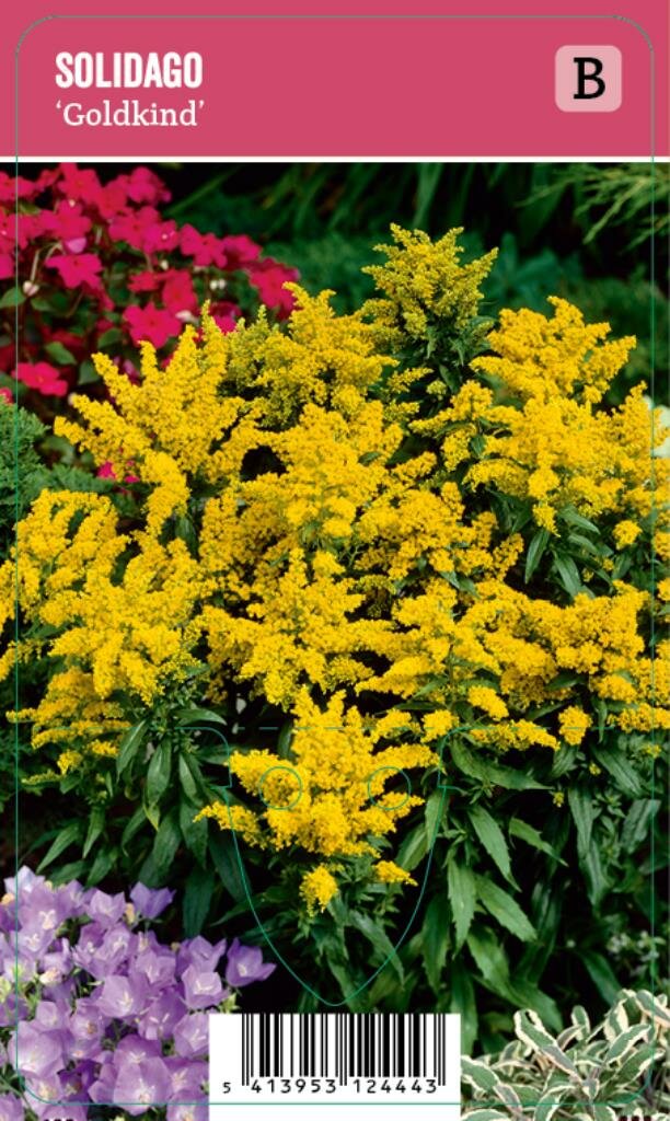 Vips Solidago Goldkind - Guldenroede