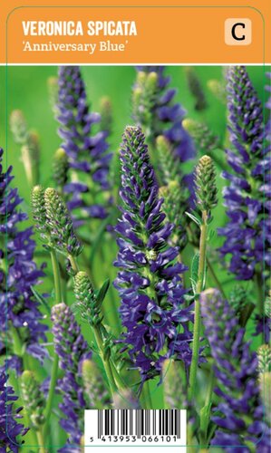 Vips Veronica spicata Inspire Blue - Ereprijs - afbeelding 1